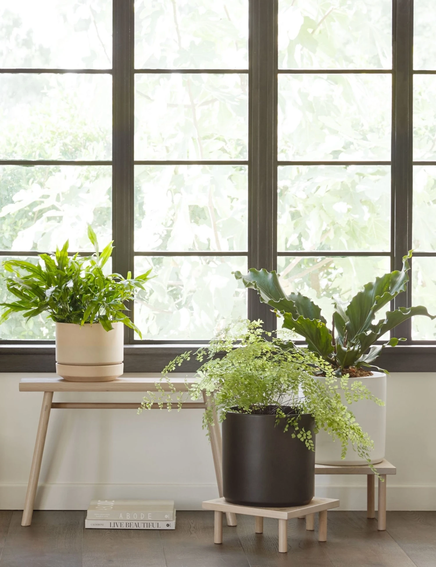 Yucca Stand By Sun At Six - Image 2